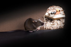 Rodent Removal Tampa Bay | Swat Exterminating